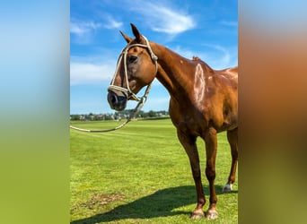 Polo Pony Mix, Wallach, 14 Jahre, 160 cm, Fuchs