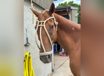 Polo Pony Mix, Wallach, 14 Jahre, 160 cm, Fuchs
