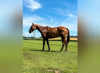 Polo Pony Mix, Wallach, 14 Jahre, 160 cm, Fuchs