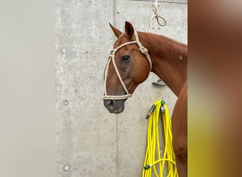 Polo Pony Mix, Wallach, 14 Jahre, 160 cm, Fuchs