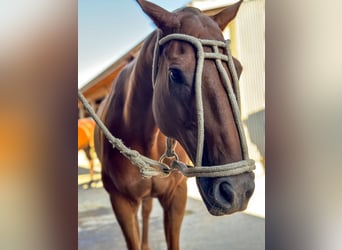Polo Pony Mix, Wallach, 14 Jahre, 160 cm, Fuchs