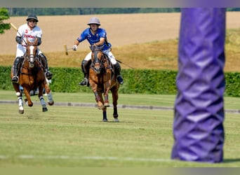Polo Pony Mix, Wallach, 14 Jahre, 160 cm, Fuchs