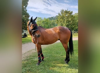 Polo Pony, Wallach, 15 Jahre, 155 cm, Brauner