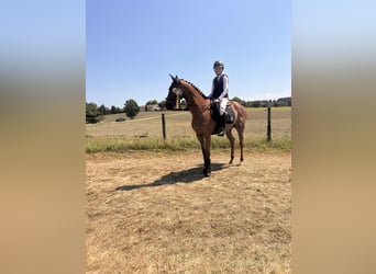 Polo Pony, Wallach, 15 Jahre, 160 cm, Fuchs