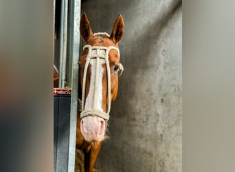 Polo Pony, Wallach, 15 Jahre, Fuchs