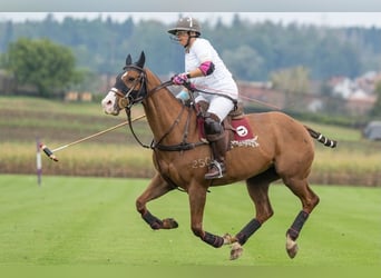 Polo Pony, Wallach, 15 Jahre, Fuchs
