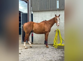 Polo Pony, Wallach, 15 Jahre, Fuchs