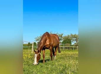 Polo Pony, Wallach, 15 Jahre, Fuchs