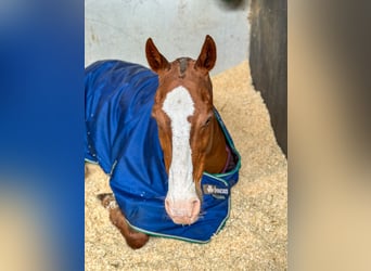 Polo Pony, Wallach, 15 Jahre, Fuchs