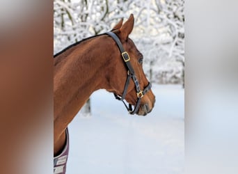 Polo Pony, Wallach, 16 Jahre, 155 cm, Brauner