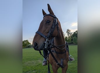 Polo Pony, Wallach, 16 Jahre, 155 cm, Brauner
