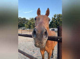 Polo Pony, Wallach, 16 Jahre, 155 cm, Brauner