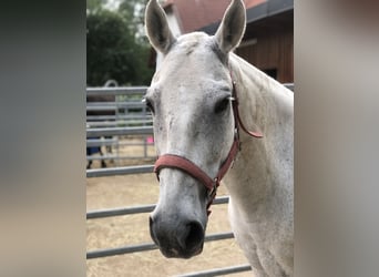 Polo Pony, Wallach, 16 Jahre, 158 cm, Schimmel