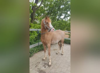 Polo Pony, Wallach, 17 Jahre, 130 cm, Schecke