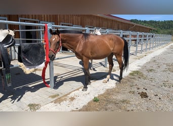 Polo Pony, Wallach, 17 Jahre, 160 cm, Brauner