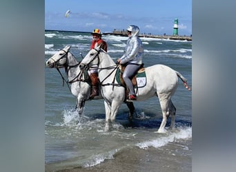 Polo Pony, Wallach, 19 Jahre, 158 cm, Schimmel