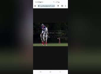 Polo Pony, Wallach, 19 Jahre, 158 cm, Schimmel