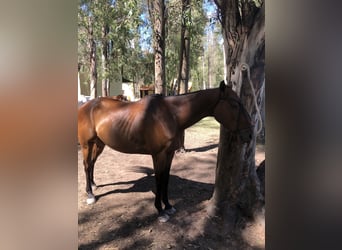 Polo Pony, Wallach, 6 Jahre, 153 cm, Brauner