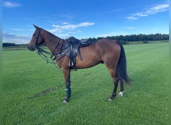 Polo Pony, Wallach, 6 Jahre, 155 cm, Brauner