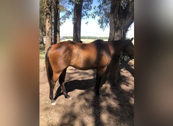 Polo Pony, Wallach, 7 Jahre, 153 cm, Brauner