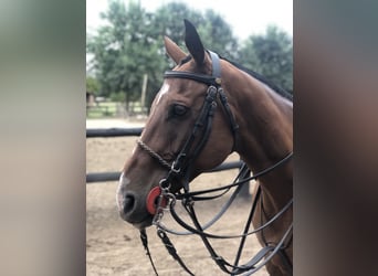 Polo Pony, Wallach, 7 Jahre, 157 cm, Brauner