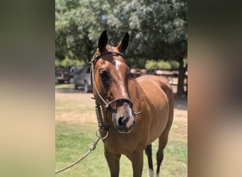 Polo Pony, Wallach, 7 Jahre, 157 cm, Brauner