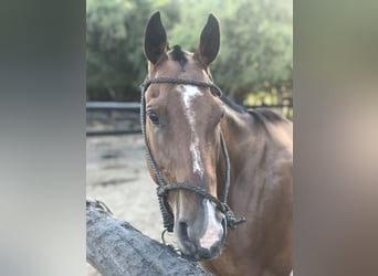 Polo Pony, Wallach, 7 Jahre, 157 cm, Brauner