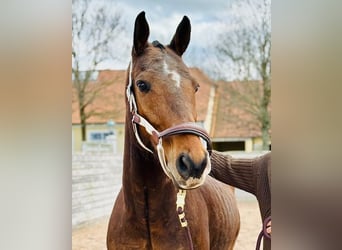 Polo Pony, Wallach, 9 Jahre, Rotbrauner