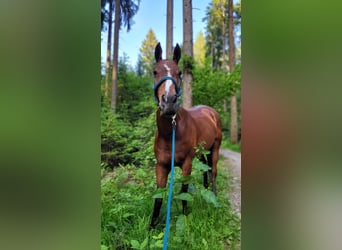 Poloponny, Sto, 12 år, Mörkbrun