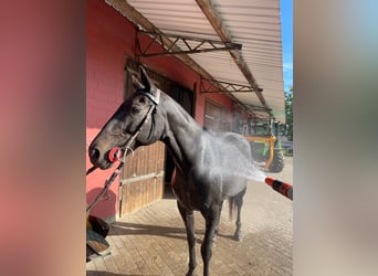 Poloponny Blandning, Sto, 17 år, 155 cm, Svart