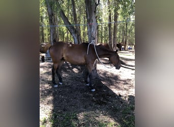 Poloponny, Sto, 5 år, 154 cm, Brun