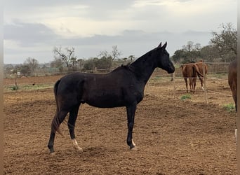 Poloponny Blandning, Valack, 5 år, 158 cm, Mörkbrun