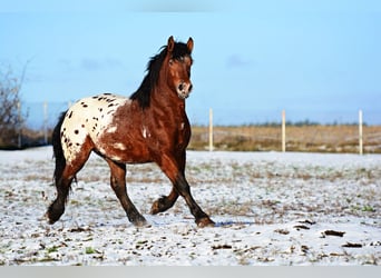 Polska kallt blod, Hingst, 2 år, 160 cm, Leopard-Piebald