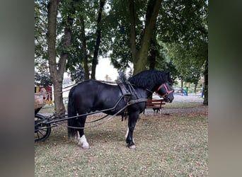 Polska kallt blod, Hingst, 7 år, 162 cm, Svart