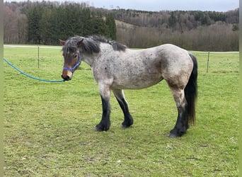 Polska kallt blod, Sto, 4 år, 160 cm, Grå-röd-brun