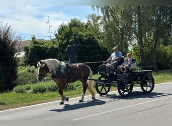 Polska kallt blod, Sto, 4 år, 164 cm, fux