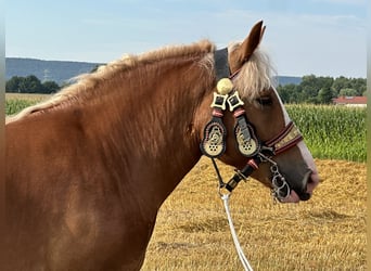 Polnisches Kaltblut, Stute, 4 Jahre, 164 cm, Fuchs