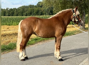 Polnisches Kaltblut, Stute, 4 Jahre, 164 cm, Fuchs