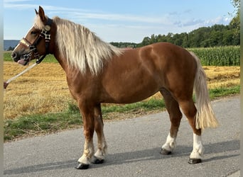 Polnisches Kaltblut, Stute, 4 Jahre, 164 cm, Fuchs