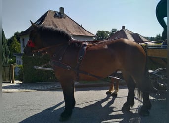 Polska kallt blod, Sto, 4 år, 166 cm, Mörkbrun