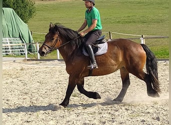 Polska kallt blod, Sto, 4 år, 166 cm, Mörkbrun