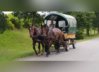 Polska kallt blod, Sto, 4 år, 166 cm, Mörkbrun