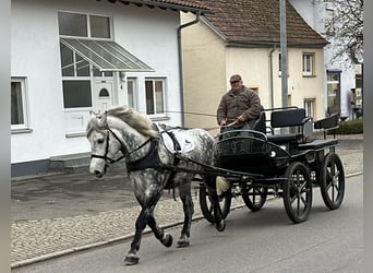 Polska kallt blod Blandning, Sto, 6 år, 160 cm, Gråskimmel