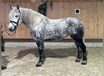 Polska kallt blod Blandning, Sto, 6 år, 160 cm, Gråskimmel