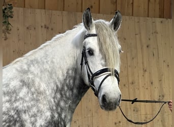 Polska kallt blod Blandning, Sto, 6 år, 160 cm, Gråskimmel