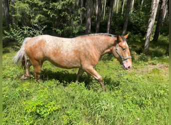 Polska kallt blod, Sto, 6 år, 160 cm, Leopard-Piebald