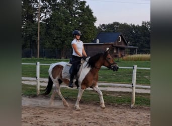 Polska kallt blod, Sto, 8 år, 155 cm, Pinto