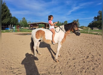 Polska kallt blod, Sto, 8 år, 155 cm, Pinto