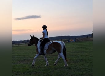 Polska kallt blod, Sto, 8 år, 155 cm, Pinto