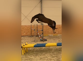 Polska kallt blod Blandning, Valack, 3 år, 160 cm, Mörkbrun